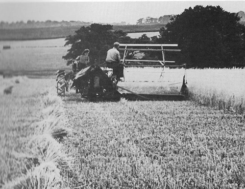 Harvest, Potter's Hill Farm, 1948.