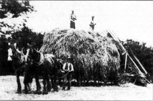 Haymaking in the early thirties