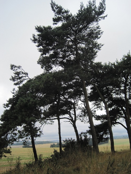 Tell tale signs Scots Pines on the Ridgeway - Scutchamer Knob